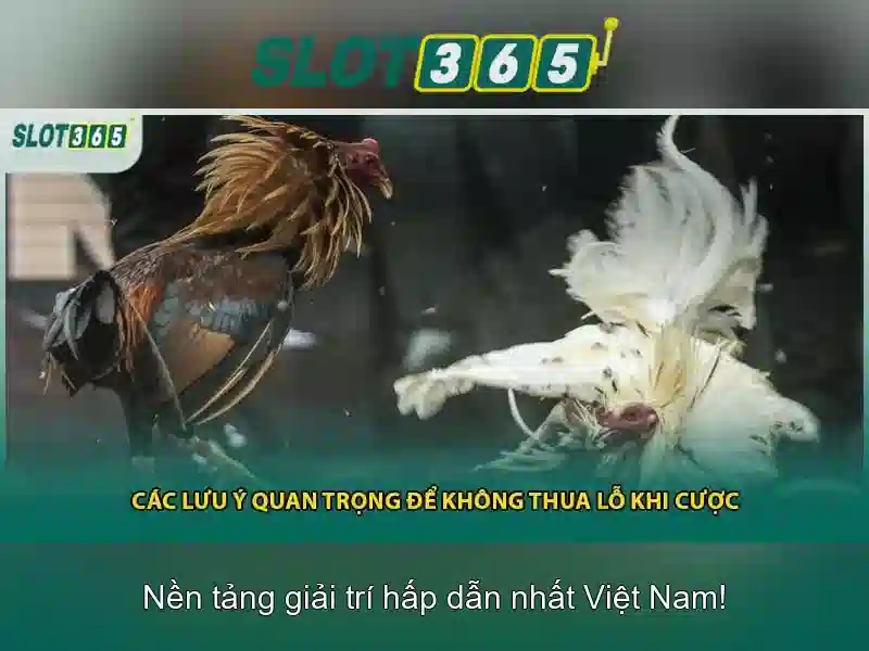 Hướng Dẫn Slot365